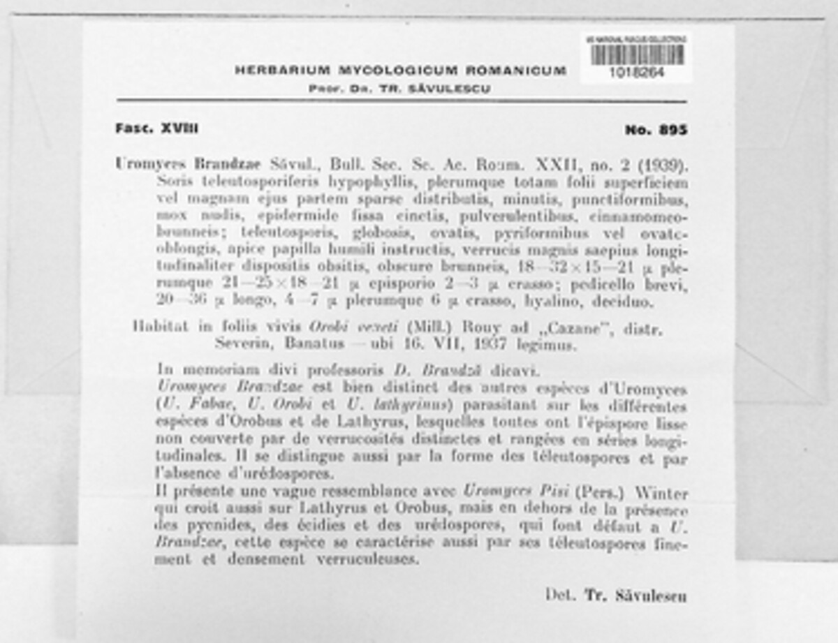 Uromyces brandzae image